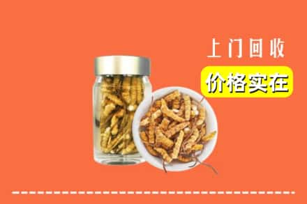 红河州金平回收散虫草