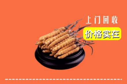 红河州金平回收冬虫夏草
